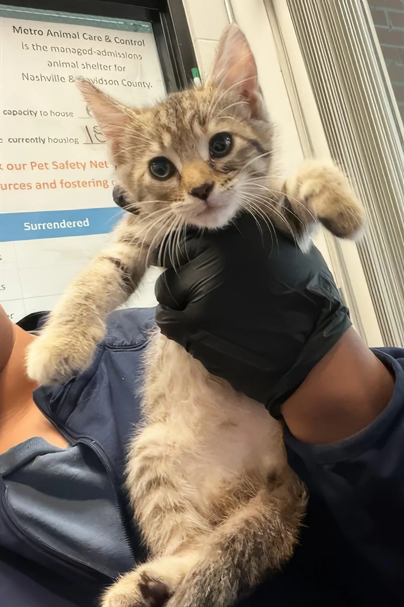 A baby medium-sized female Tabby (Brown / Chocolate) Domestic Short Hair cat named Joyce for adoption in Nashville, TN