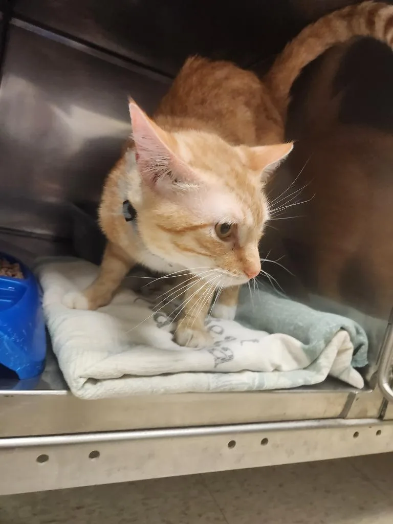 A young medium-sized male Domestic Short Hair cat named Zeus for adoption in Mocksville, NC