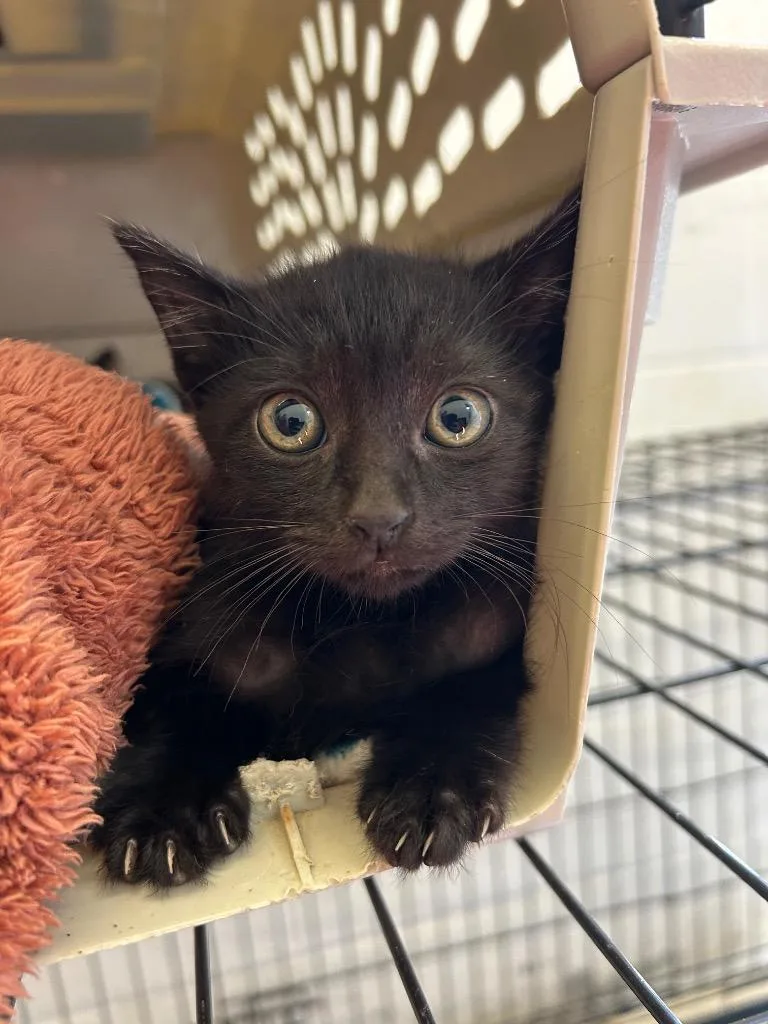 A baby large-sized male Domestic Short Hair cat named Butternuts for adoption in Chickamauga , GA