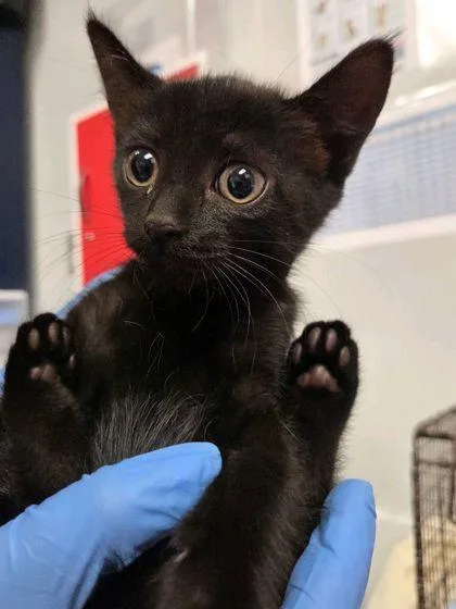 A young small-sized female Domestic Short Hair cat named B Regina for adoption in North Charleston, SC