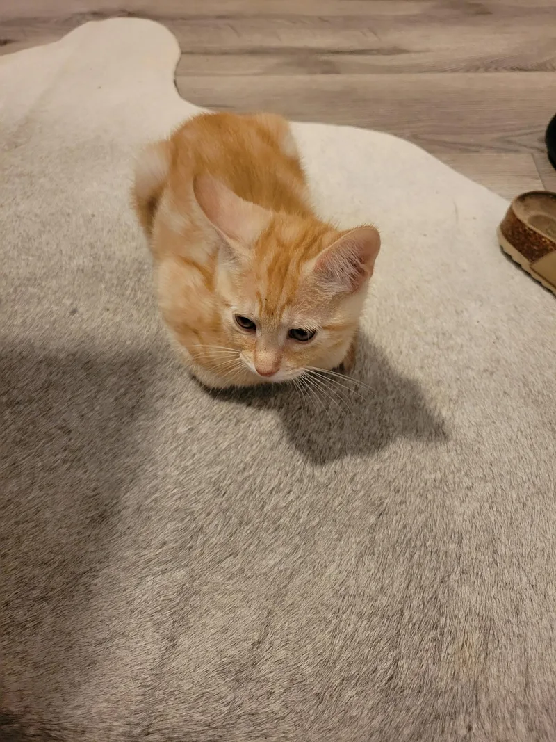 A baby medium-sized female Tabby (Orange / Red) Tabby cat named Sophie for adoption in Keller, TX