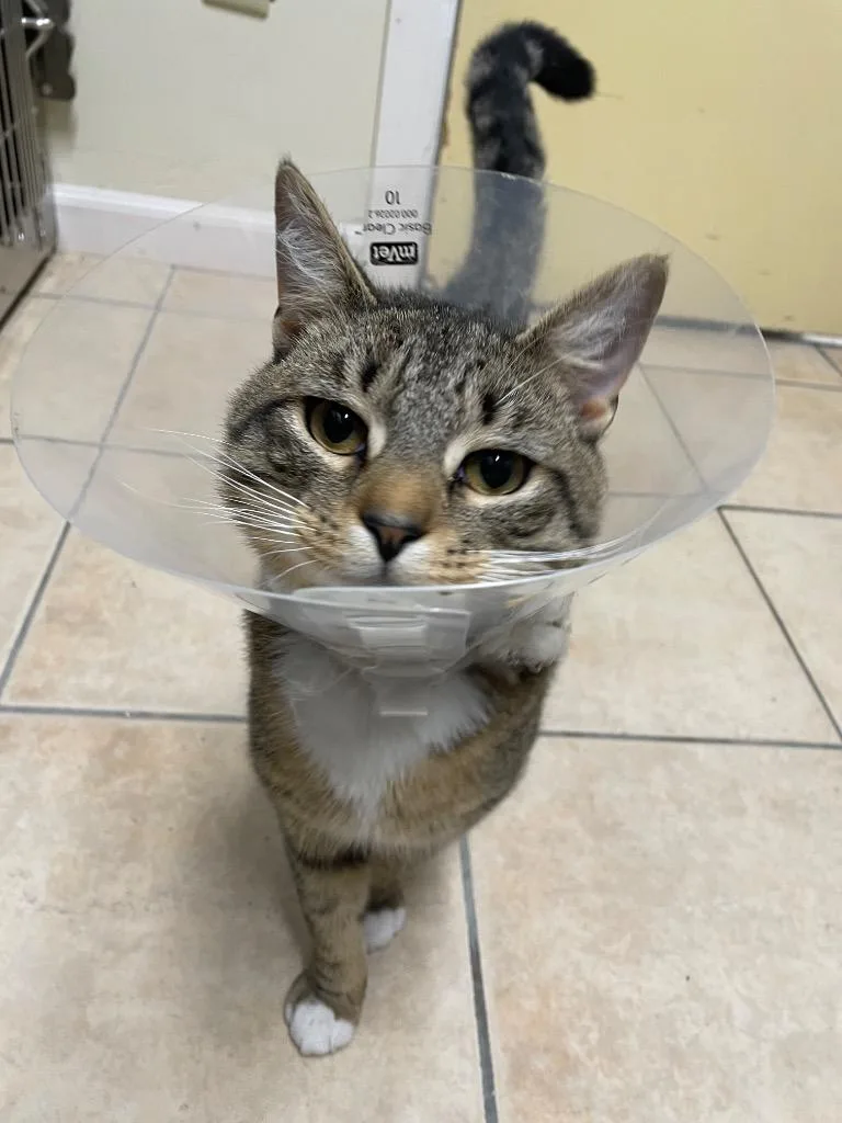 Pocky