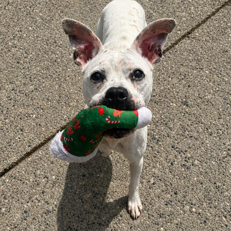 An adult medium-sized female White / Cream Mixed Breed dog named Sally for adoption in Charleston, WV