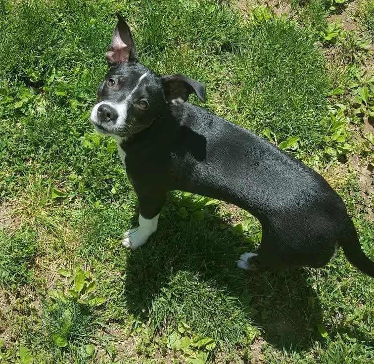 A young small-sized female Boston Terrier dog named Trixie for adoption in Pittstown, NJ