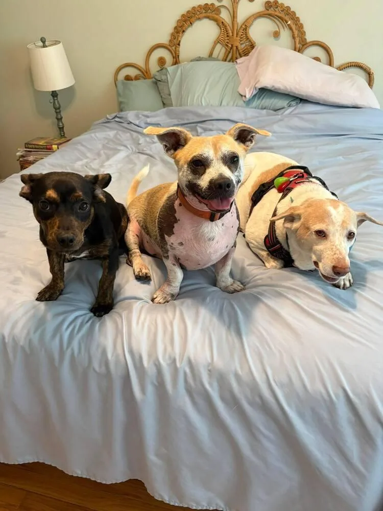 An adult small-sized male Brown / Chocolate Dachshund dog named Dexter for adoption in Saugus, MA