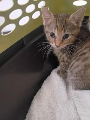 A baby small-sized female Domestic Short Hair cat named Chia Pet for adoption in Atlanta, GA