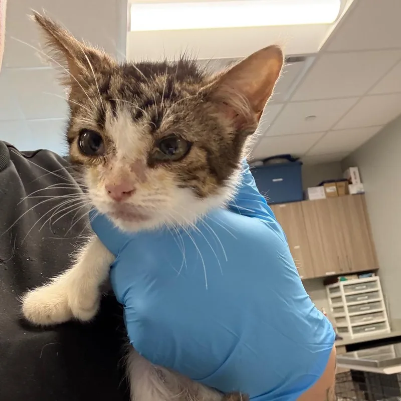 A baby small-sized female White Domestic Short Hair cat named Eurdyce for adoption in Horn Lake, MS