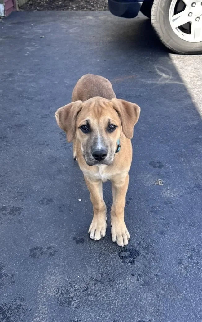 A baby medium-sized male Yellow / Tan / Blond / Fawn Labrador Retriever dog named Finnegan for adoption in Wonder Lake, IL
