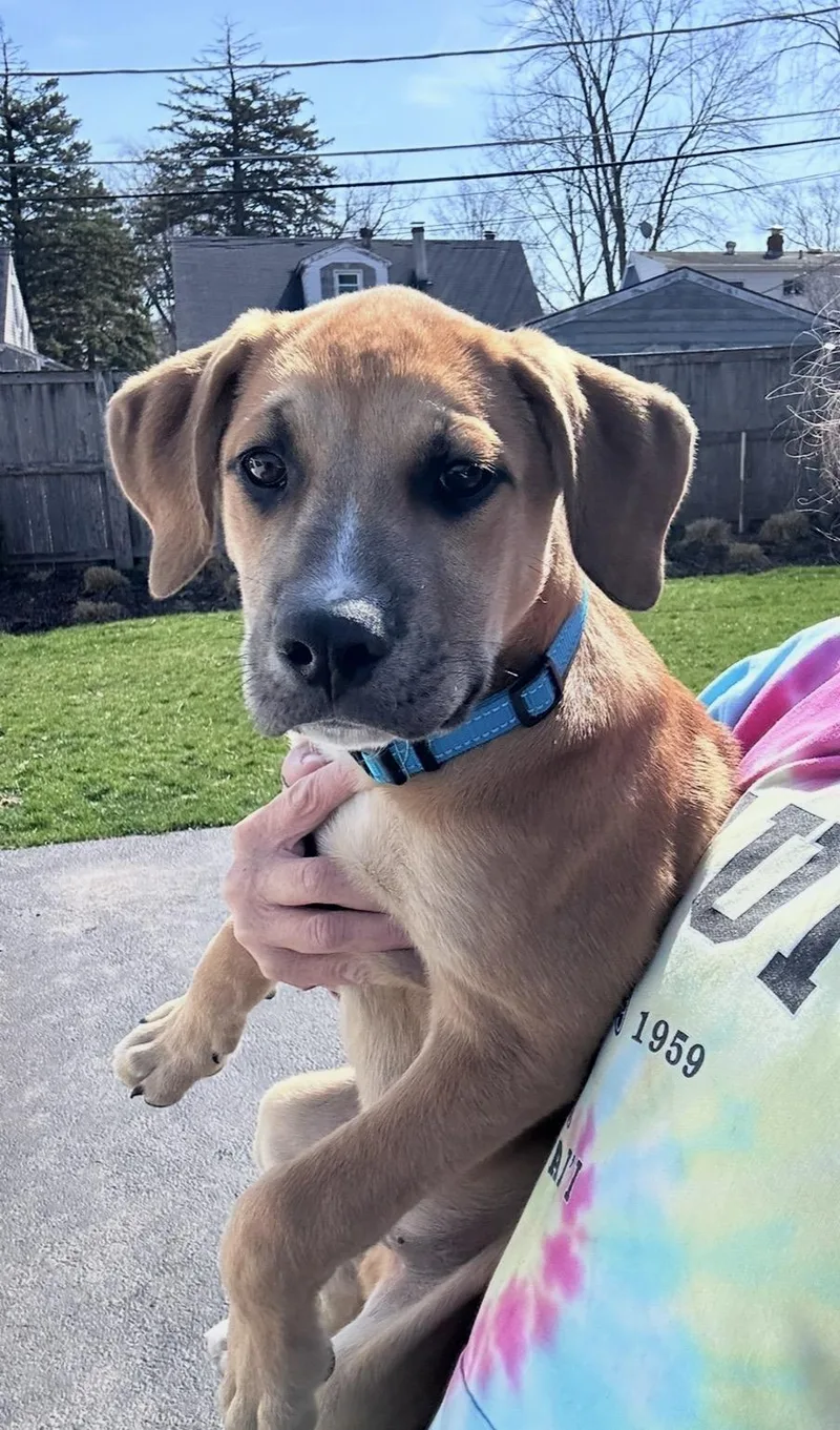 Finnegan thumbnail 2