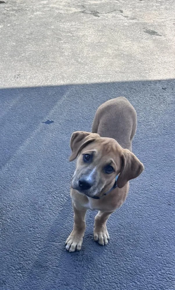 Finnegan thumbnail 4