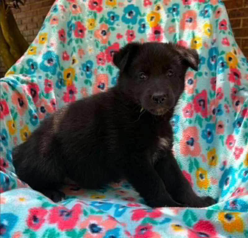 A baby medium-sized female Black Husky dog named Alto Musical for adoption in Andover, MA