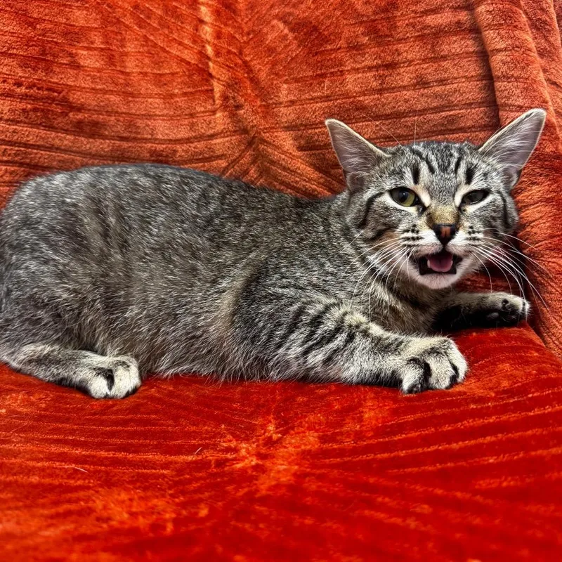 A young medium-sized female Brown / Chocolate Domestic Short Hair cat named Myopia for adoption in Brookfield, WI