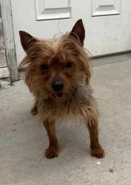A young small-sized male Yellow / Tan / Blond / Fawn Yorkshire Terrier dog named Mister for adoption in Tinley Park, IL