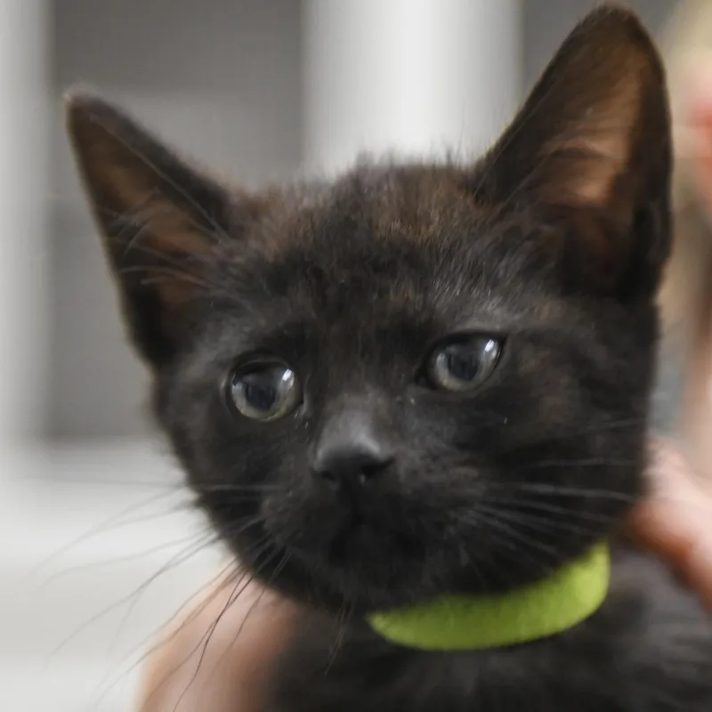 A baby small-sized female Black Domestic Short Hair cat named Miso for adoption in Redwood City, CA