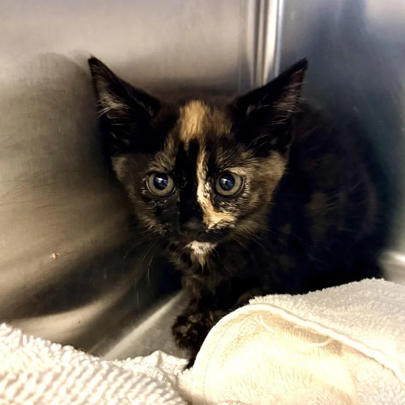 A baby small-sized female Tortoiseshell Domestic Short Hair cat named Dinah for adoption in Palm Springs, CA