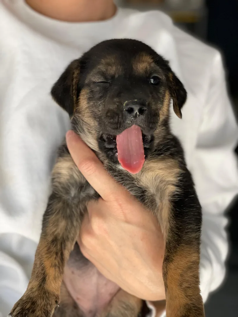 A baby small-sized female Labrador Retriever dog named Chocolate Chip for adoption in Discovery Bay, CA