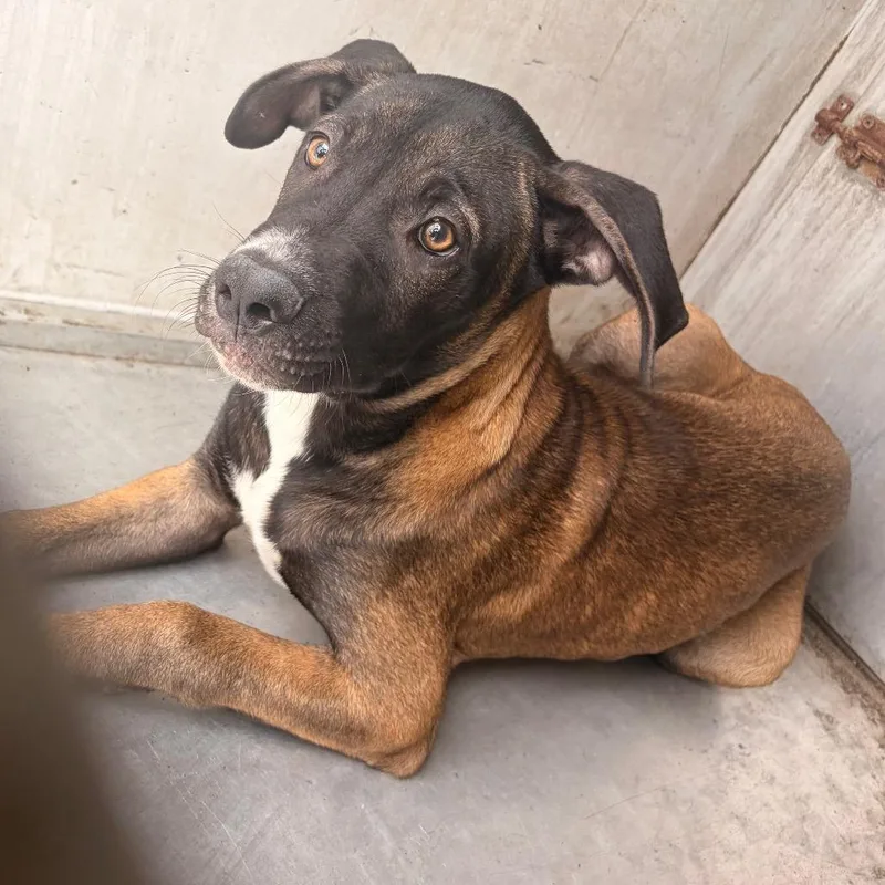 A young medium-sized male Black Shepherd dog named Gibson for adoption in Edinburg, TX
