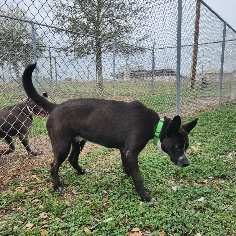 An adult medium-sized male Black Australian Cattle Dog / Blue Heeler dog named Sly for adoption in New Fairfield, CT