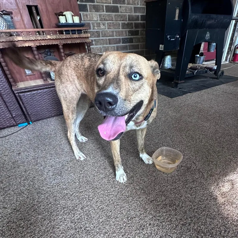 A young large-sized female Brown / Chocolate Mixed Breed dog named Charlie for adoption in Rossville, GA