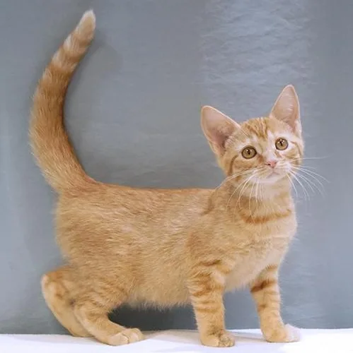 A baby medium-sized female Tabby (Orange / Red) Domestic Short Hair cat named Marmalade for adoption in Maynardville, TN