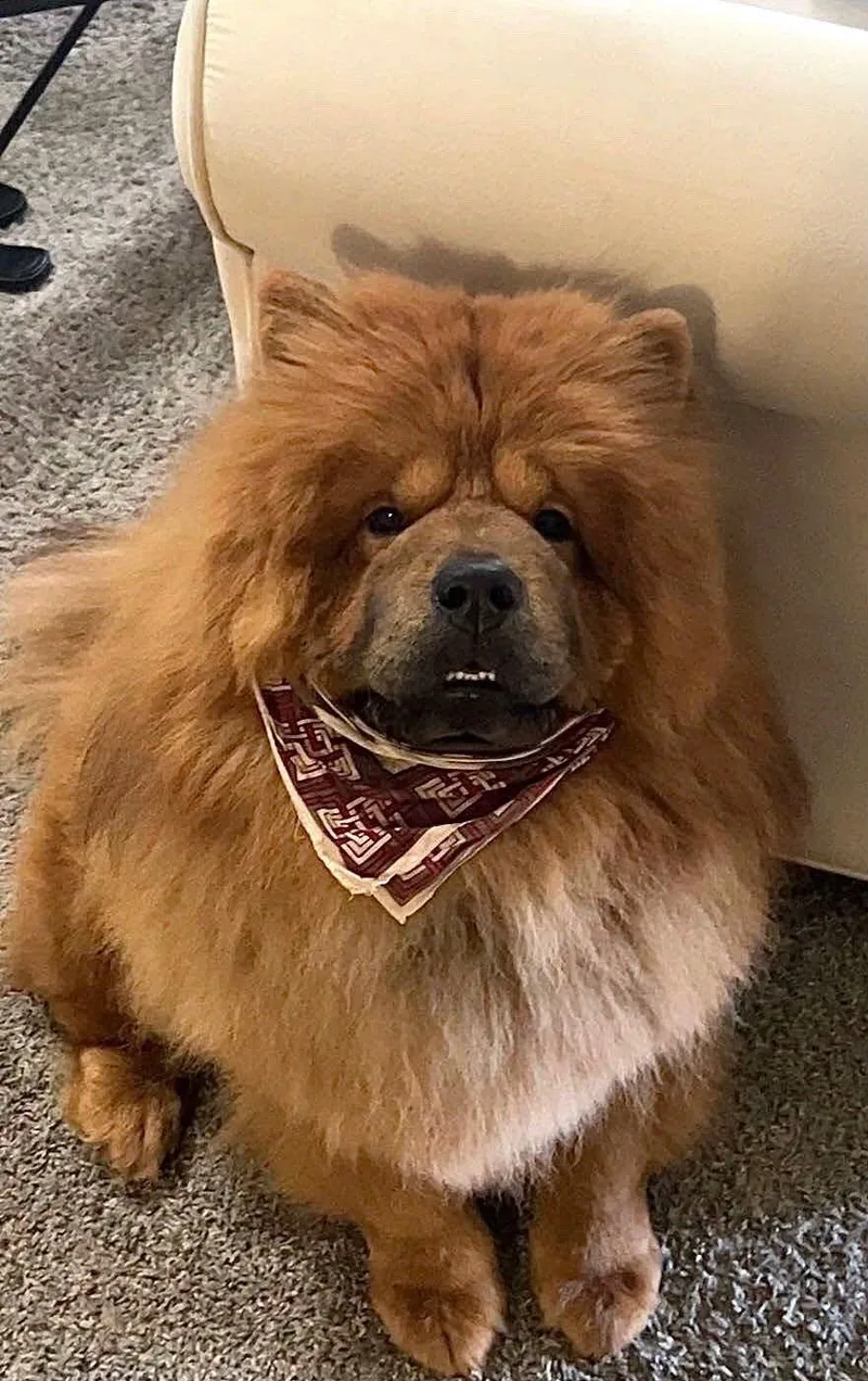 An adult medium-sized male Chow Chow dog named Ryuk for adoption in Houston, TX