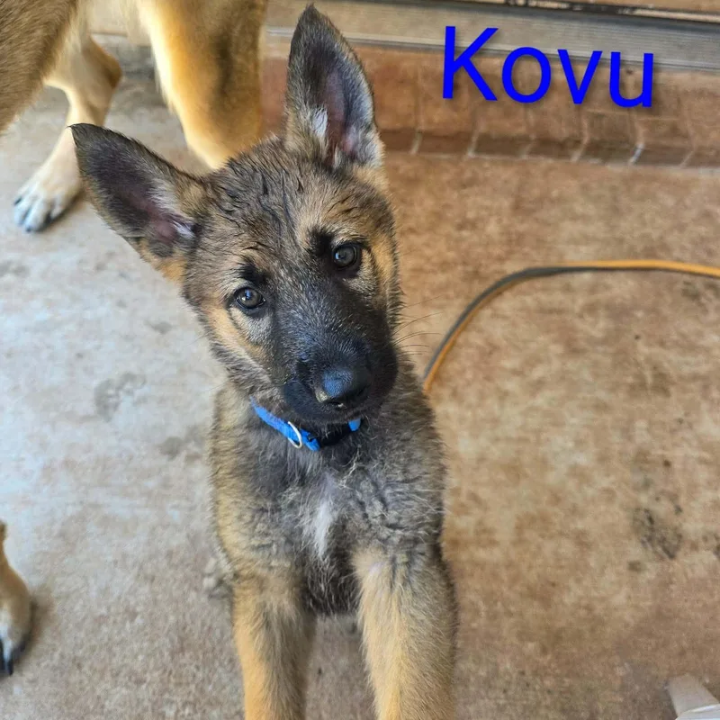 Kovu