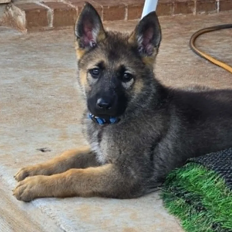 Kovu thumbnail 3