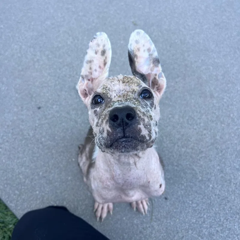 A baby small-sized male White / Cream Mixed Breed dog named Trooper for adoption in Playa Vista, CA