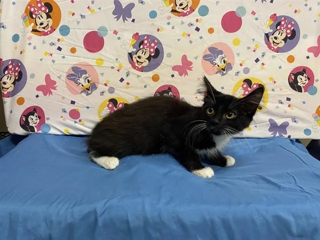 A baby small-sized female Domestic Medium Hair cat named A for adoption in Modesto, CA