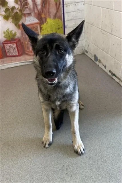 A young large-sized female German Shepherd Dog dog named Moana for adoption in San Bernardino, CA