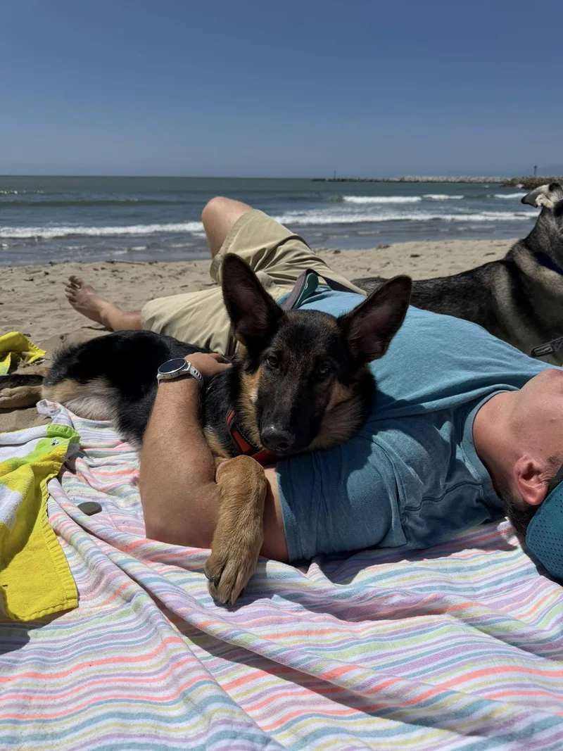A baby large-sized male Black German Shepherd Dog dog named Ritter Von Rehweiler for adoption in Los Angeles, CA