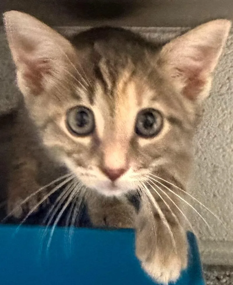 A baby small-sized female Domestic Medium Hair cat named Darling for adoption in Henderson, NC