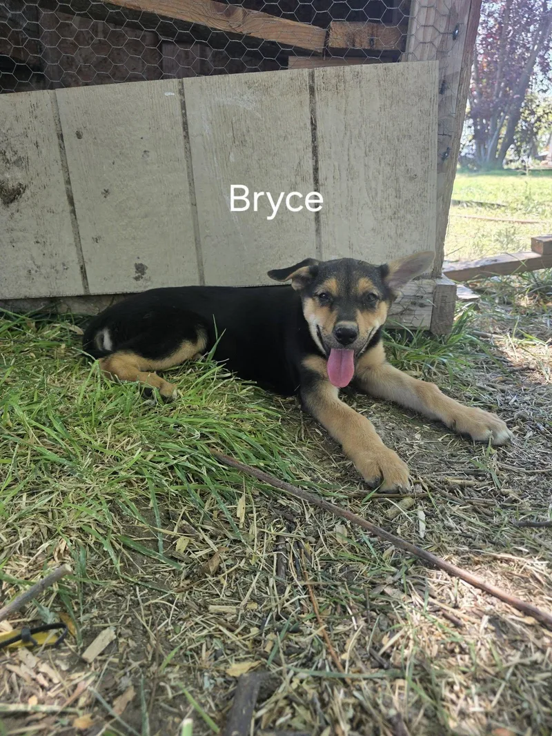 A baby medium-sized female German Shepherd Dog dog named Bryce for adoption in Midway, UT