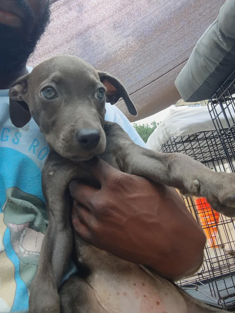 A baby medium-sized female Labrador Retriever dog named Cersei for adoption in Houston, TX