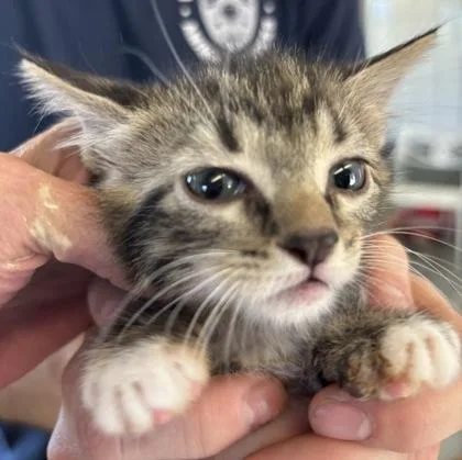 A baby small-sized female Domestic Medium Hair cat named Nona for adoption in West Memphis, AR