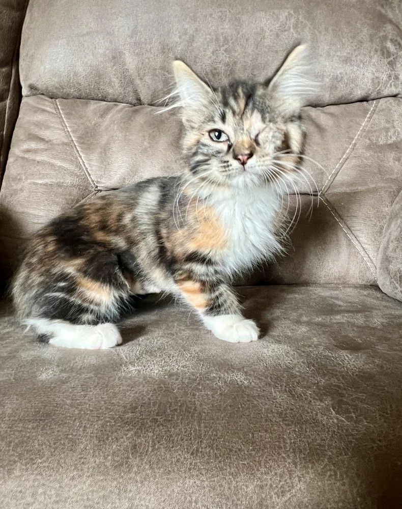 A baby small-sized female Domestic Medium Hair cat named Eliza for adoption in Rochester, IN