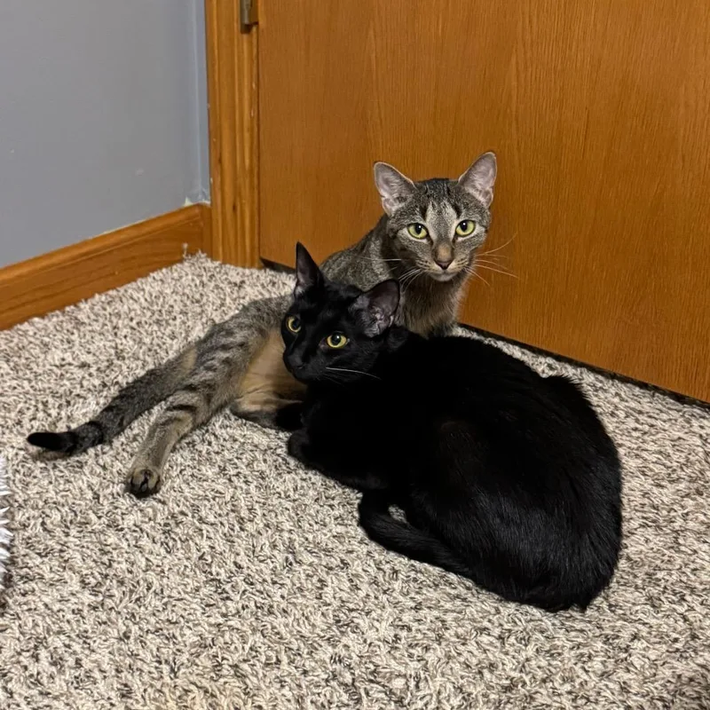 A young small-sized female Black Domestic Short Hair cat named Cher And Madonna for adoption in Roselle, IL
