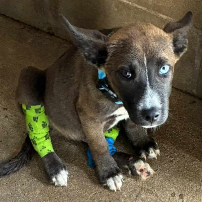A baby small-sized male Black Basenji dog named Marmad for adoption in Austin, TX