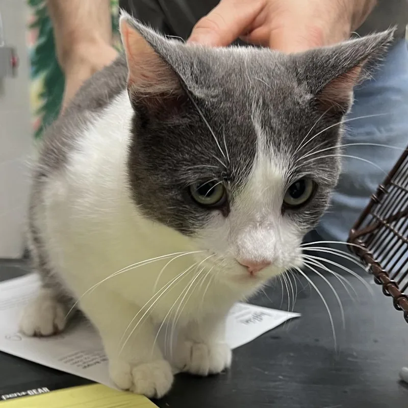An adult medium-sized male Gray / Blue / Silver Domestic Short Hair cat named Macho for adoption in Lufkin, TX