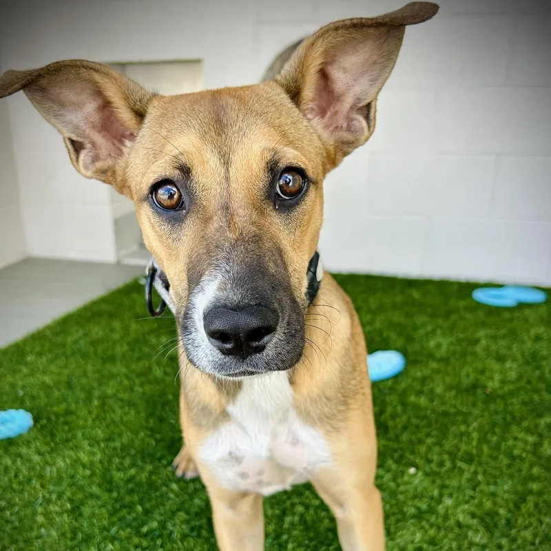 A baby medium-sized female Brown / Chocolate Mixed Breed dog named Lana for adoption in Englewood, FL