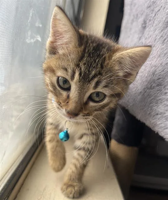 A baby small-sized female Domestic Short Hair cat named River for adoption in Sacramento, CA