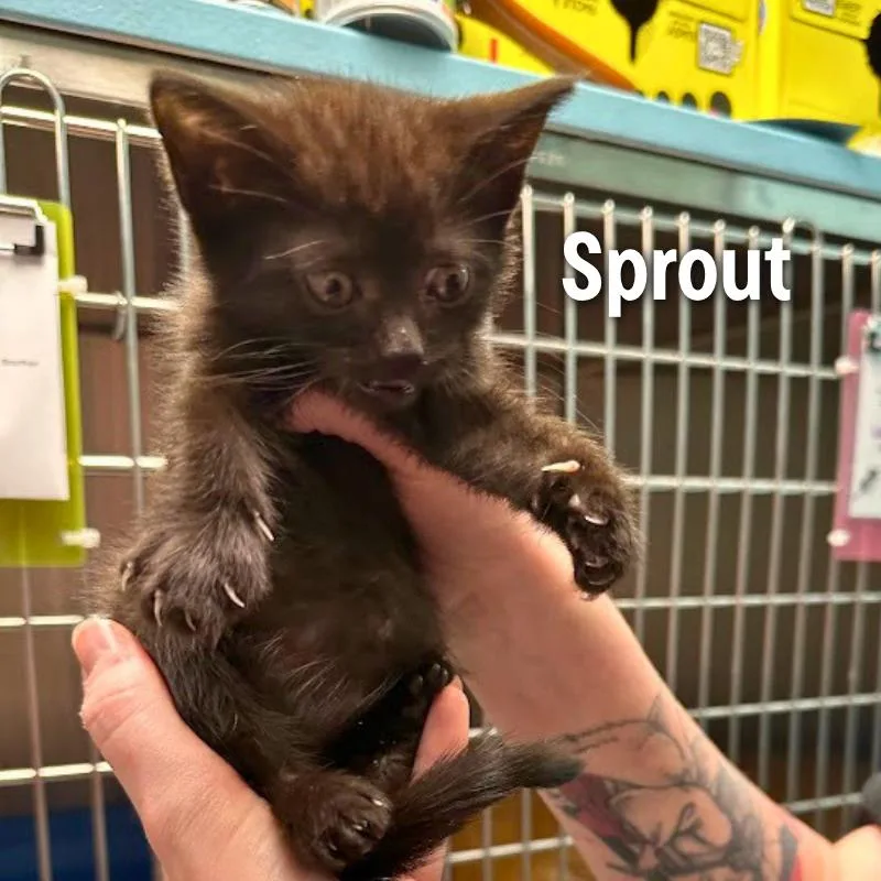 A baby small-sized female Black American Shorthair cat named Sprout for adoption in Oak Ridge, TN