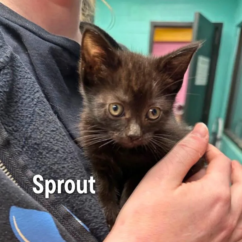 Sprout thumbnail 2