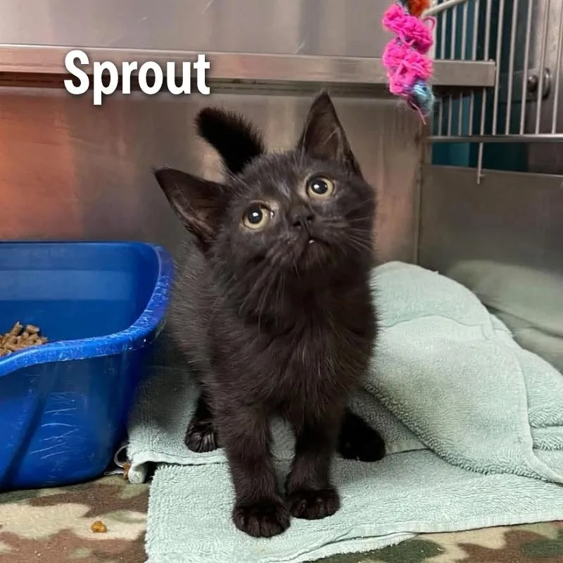 Sprout thumbnail 3