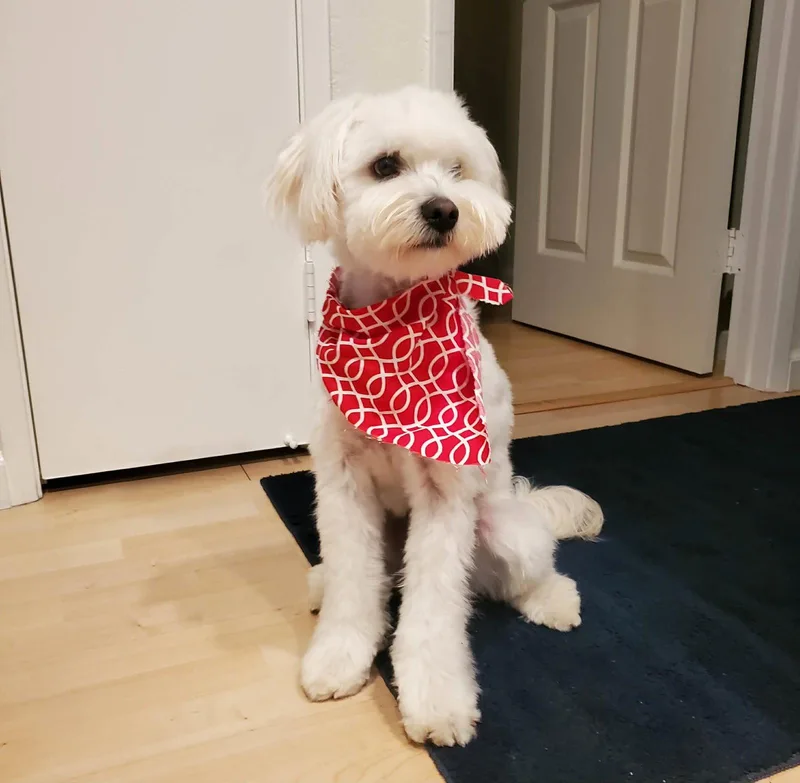 An adult small-sized male Maltese dog named Noodles for adoption in Escondido, CA