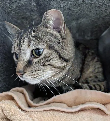 An adult medium-sized male Tabby (Brown / Chocolate) Domestic Short Hair cat named Krogers for adoption in Nashville, TN