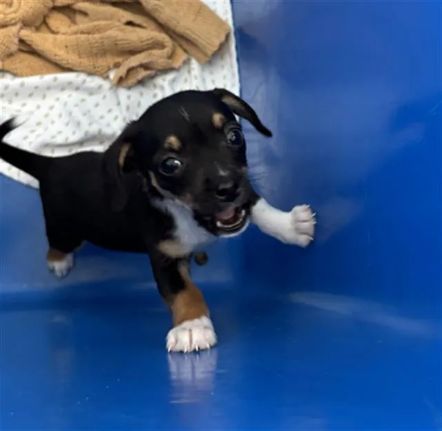 A baby small-sized male Mixed Breed dog named Shadow for adoption in Dallas, TX