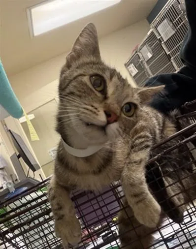 A young small-sized female Domestic Short Hair cat named Sage for adoption in Riverside, CA