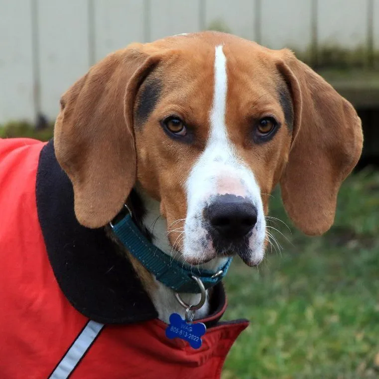 An adult large-sized male Tricolor (Brown, Black, & White) Treeing Walker Coonhound dog named Henry for adoption in Sequim, WA