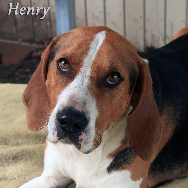 Henry thumbnail 2